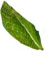 leaf2.png